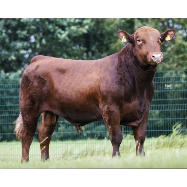 ฮอว์คลีย์ เรด เฟอร์ดินานด์ Hawkley Red Ferdinand V994 (แยกเพศเมีย)