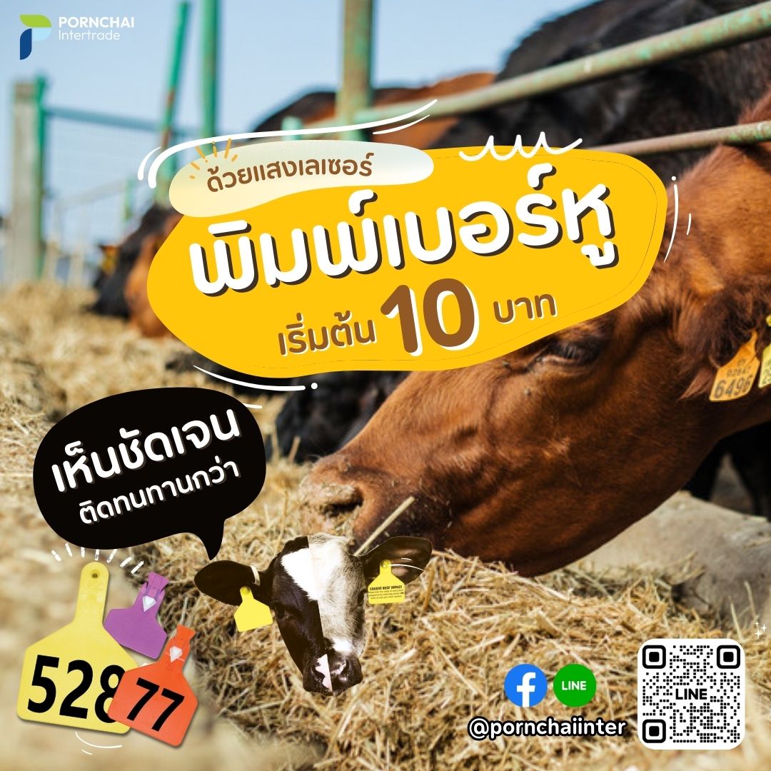 เบอร์หูสัตว์ แบบหนึ่งชิ้น z1 (สีส้ม)