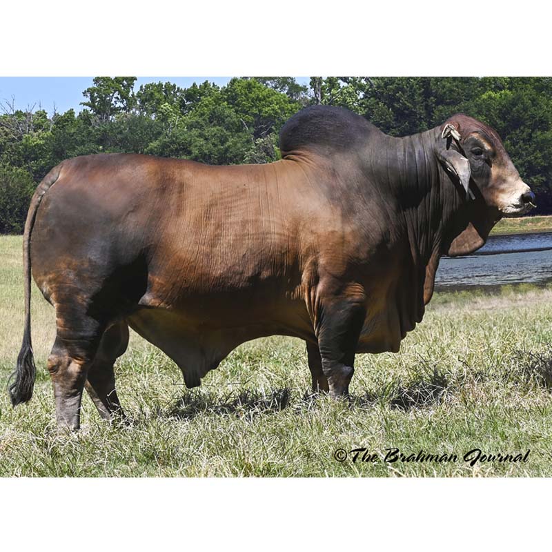 มอนเต้ (Mr. JS POLLED MONTE 821/9(P))