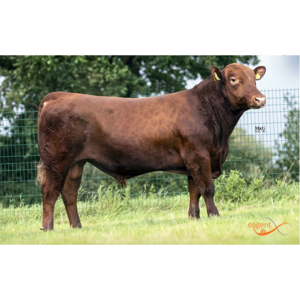 ฮอว์คลีย์ เรด เฟอร์ดินานด์ Hawkley Red Ferdinand V994 (แยกเพศเมีย)