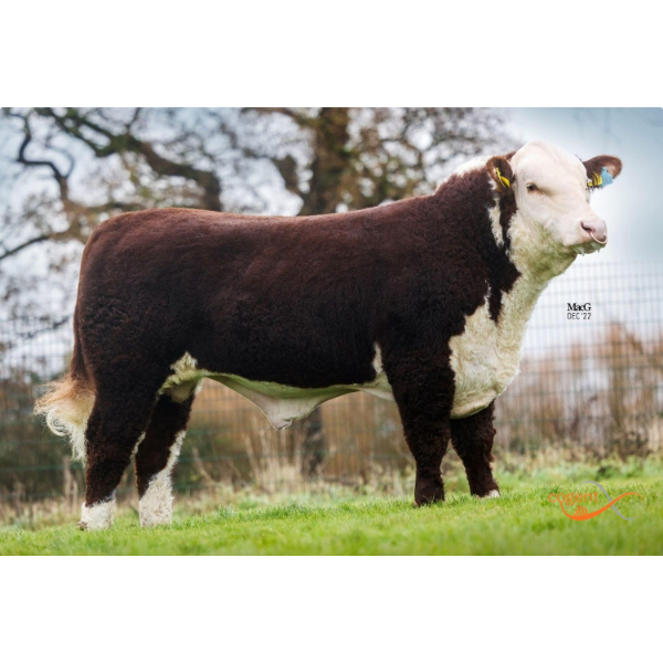 กูลดิงพอล วัน ดันแคน พี  Gouldingpoll 1 Duncan P (แยกเพศเมีย)