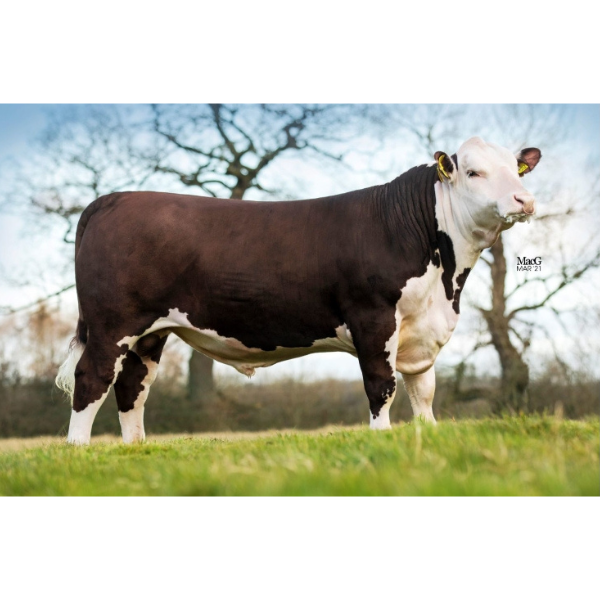 เนเธอร์ฮอล วัน แมตตี้ เอส โอไนน์เอท พีพี Netherhall 1 Matty S098 PP (แยกเพศเมีย)