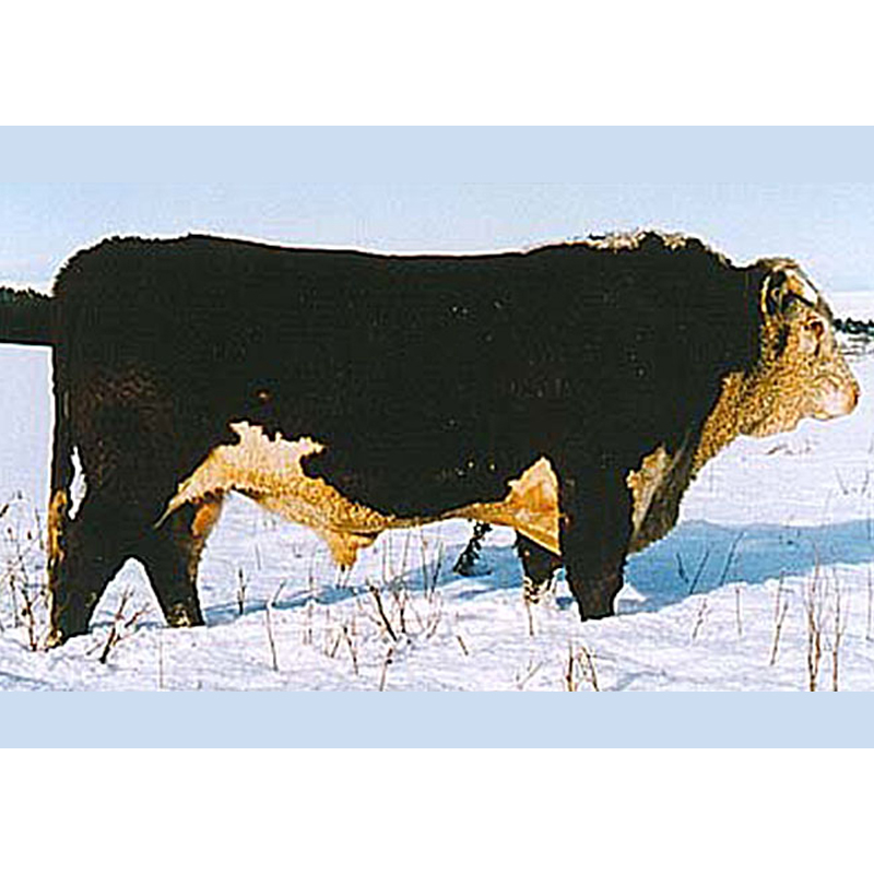 ฮิคาตู ไลท์นิ่ง Hikatu Lightning L673