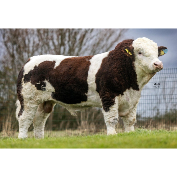 คูซ นอร์เวย์ พี Coose Norway P