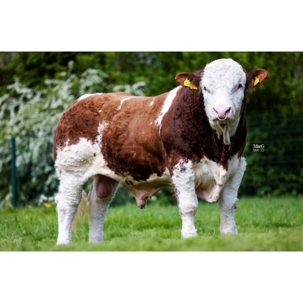 ซิมพลี ไลค์ อะ เลเจินด์ Simply Like a Legend