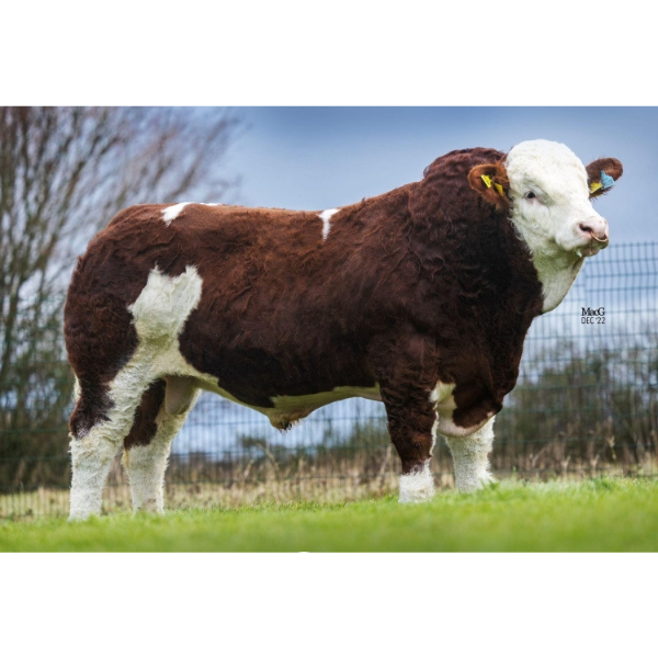 บรูมเบร เมเจอร์ เอ็ม ทรี ทเวนตี้วัน Broombrae Major M3 21