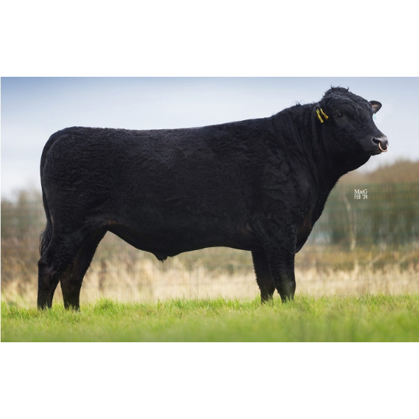 ซูรูมุ WDE Surumu