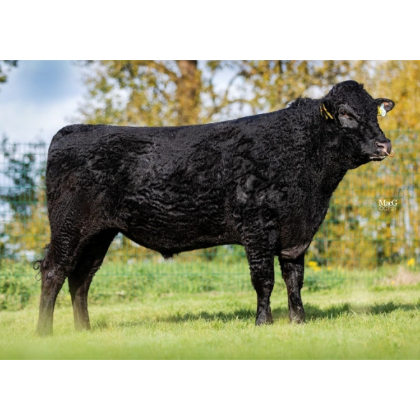 นานาชิ WDE Mr Nanashi