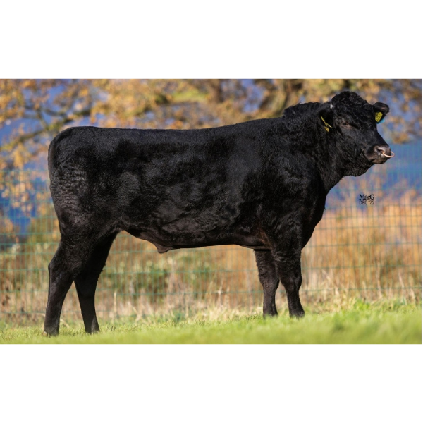 วินฟอร์ด เดียโบล Wyndford Diablo